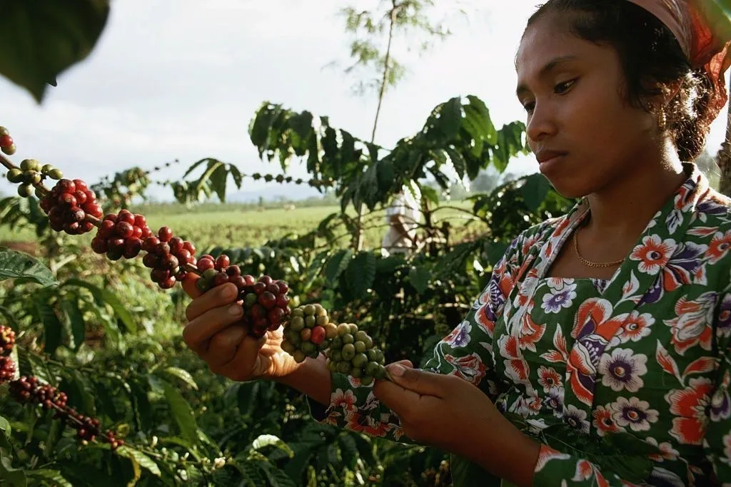 Exploring The Diverse Flavors of Coffee
